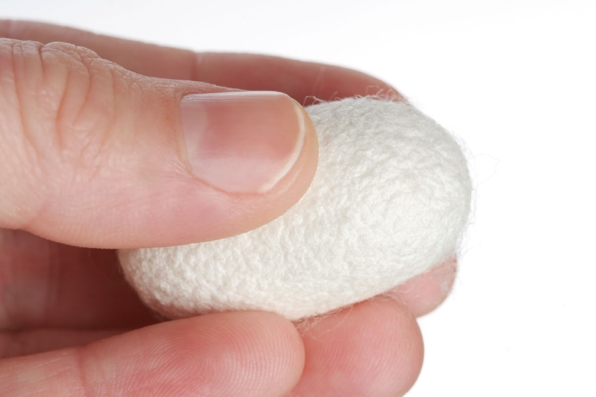 Detail van een zijdecocon